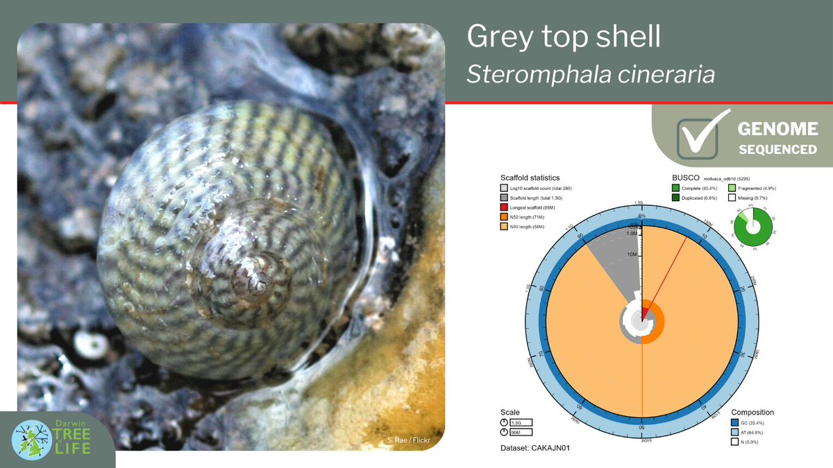 darwintreelife's tweet photo. Our first #GenomeNote for a mollusc, and the first from a specimen collected by @thembauk - the grey top shell (Steromphala cineraria)🐌🌊

Thanks to @PaddyAdkins, Robert Mrowicki, @joannaharleysci, @MarClim_UK &amp; @SangerToL🧬

Read more @WellcomeOpenRes:
https://t.co/lq7bV0Nmxh https://t.co/jhXiWsKrR5