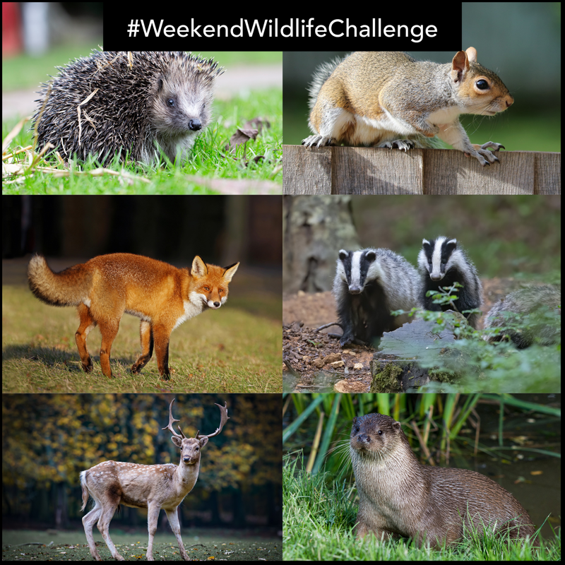 wildlifeaid's tweet photo. This week's #weekendwildlifechallenge is all about the mammals!
See what fantastic pictures you can capture of these beautiful creatures - Good luck
#wildlife #mammals #wildlifephotogrpahy #photographychallenge #photooftheday https://t.co/4IRqZgO7lB