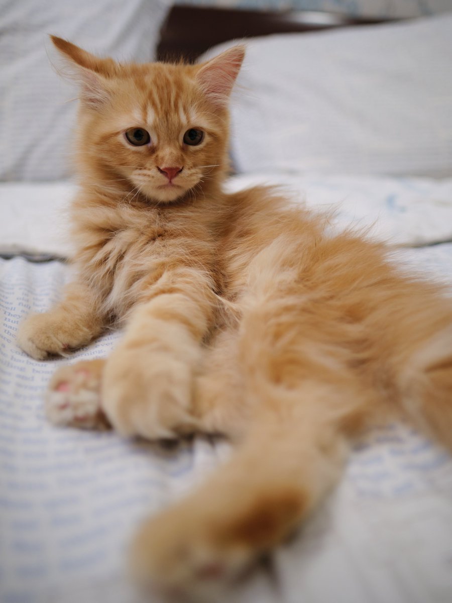 AgegeSaputra's tweet photo. santai duluuu #cathography #kitten #CatsofTwittter #opensea 
https://t.co/LhgBrGOaBv https://t.co/FGgyVWOOfG