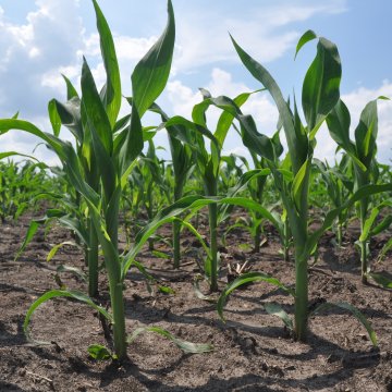 WorldAgriTech tweet picture