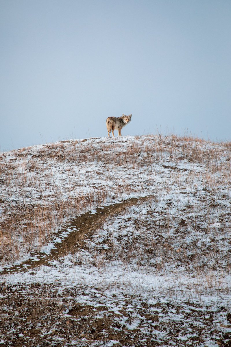Soulcrate's tweet photo. Good morning from South Dakota. 

Saw this beautiful coyote sleeping on top of a hill. He woke up, stretched, looked back and struck a pose for the camera before running off. https://t.co/aFjdvQSzG0