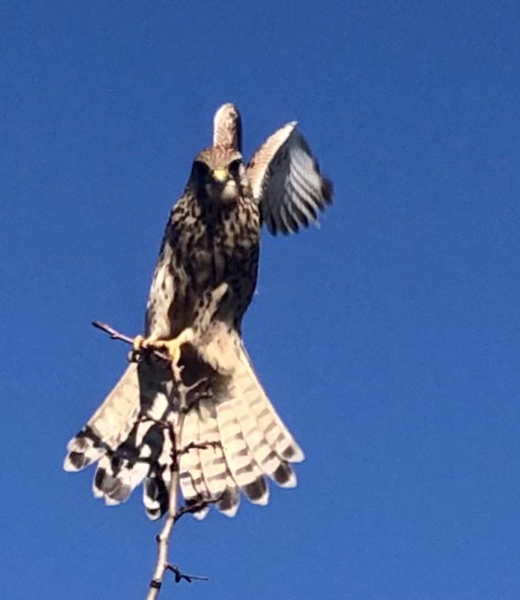 glaubeweiter's tweet photo. Kurz vor dem #Start Gleich wird der #Greifvogel #abheben und #fliegen „Up in and away“! Ich #bewundere das #scharfe #Auge den #Schwung und die #Geschwindigkeit und die #Flugkünste dieser #schönen #Vögel Auch das ist #Schöpfung #dnkgtt https://t.co/vj9AQFwsVt