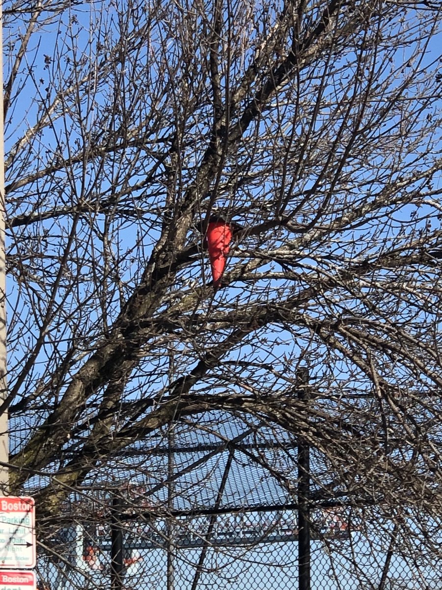 First sign of Spring in Massachusetts, our state flower is in bloom.