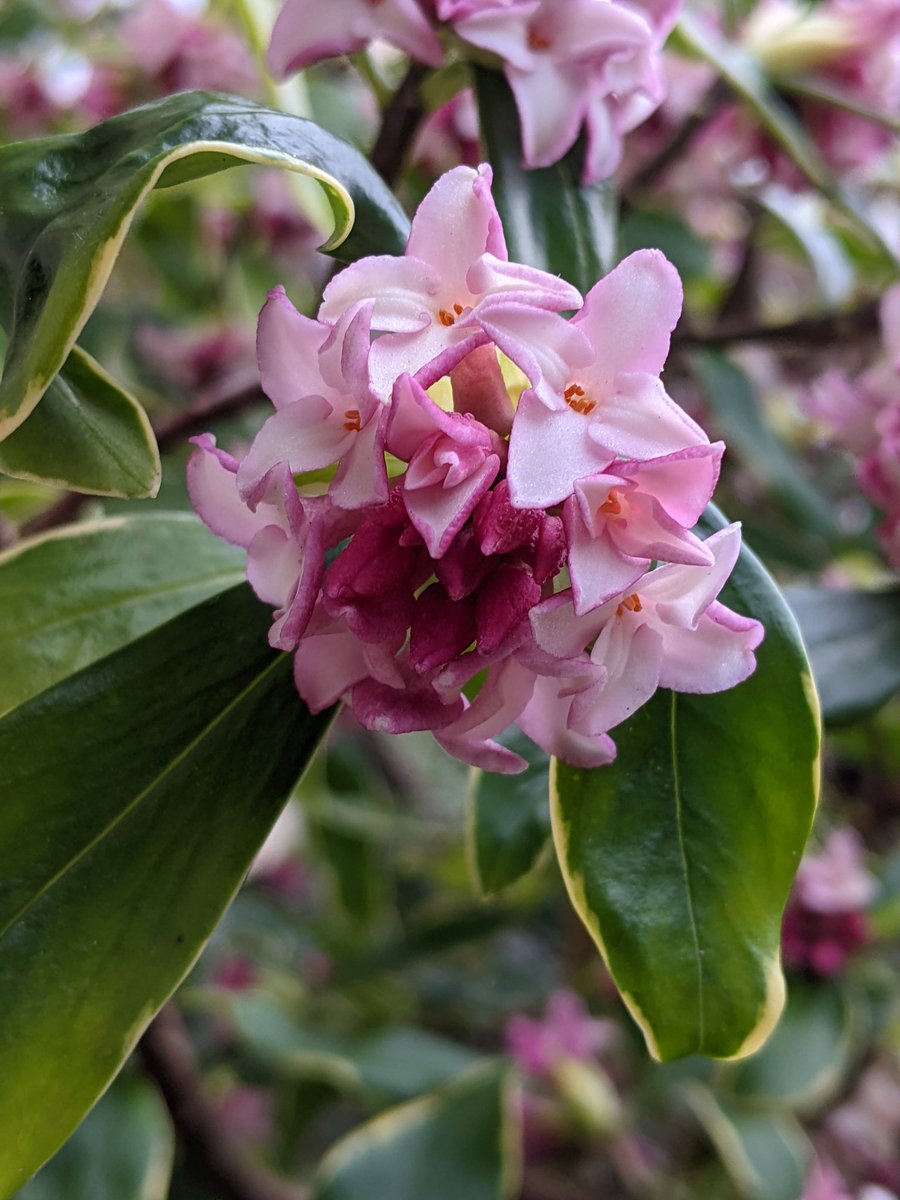 Met by this fragrant beauty as I stepped out of my door!!