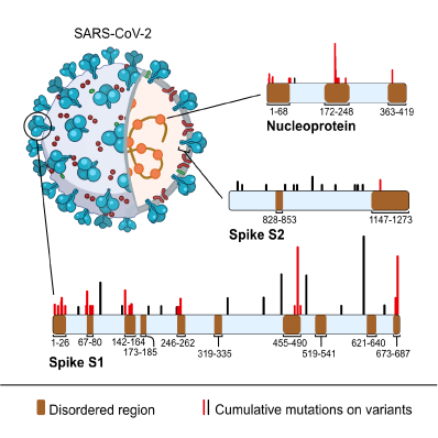 ViralZone's tweet photo. Our FEBS mini-review is out. 
Intrinsic disordered regions play a role in protein antigenicity. This may explain why mutations of  S1 and N protein of #SARS_CoV_2 occur predominantly in disordered regions.
https://t.co/yqROsNONo0 https://t.co/U8vtflmQy2