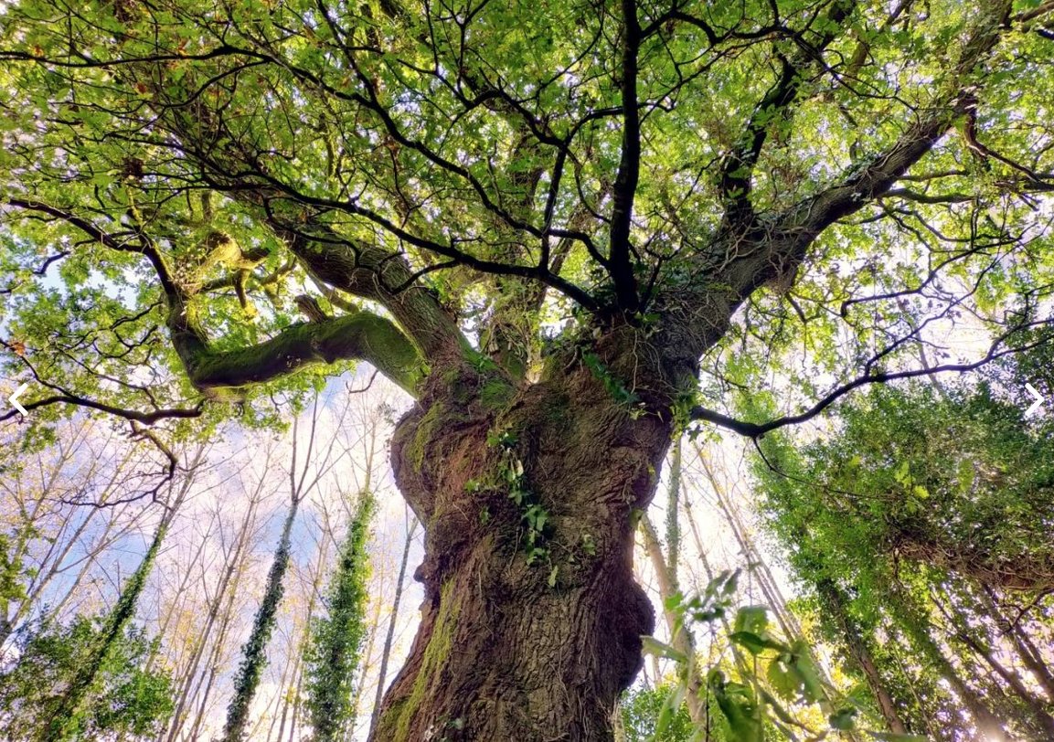 🌲 No suelo hacer estas movidas, pero después de la injusta derrota de <a href="/tanxugueiras/">T A N X U G U E I R A S</a>, Galicia necesita una buena noticia. No dejemos que el premio al Árbol del año lo ganen los polacos o los rusos, por favor.

Vota Carballo de Santiago:
treeoftheyear.org/vote.aspx