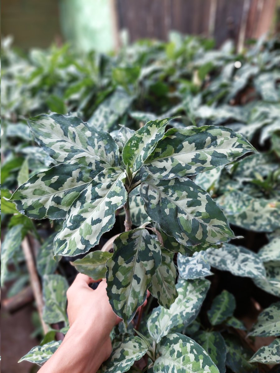 Aglaonema pictum tricolor🪴