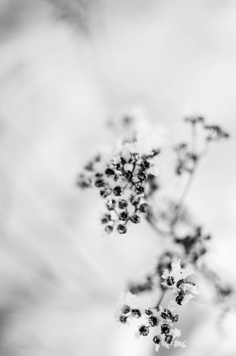 #blackandwhitephoto #WINTER