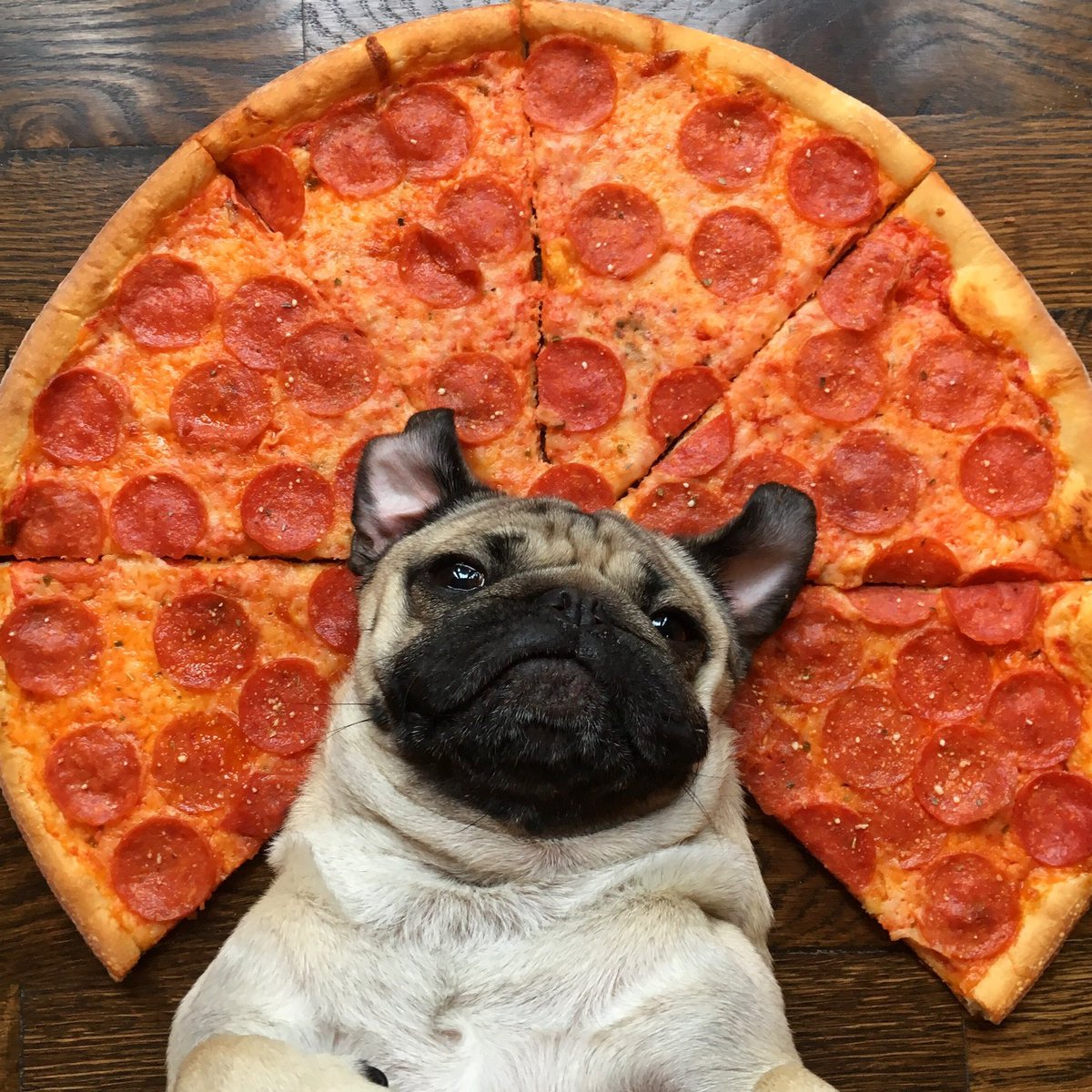 itsdougthepug tweet picture