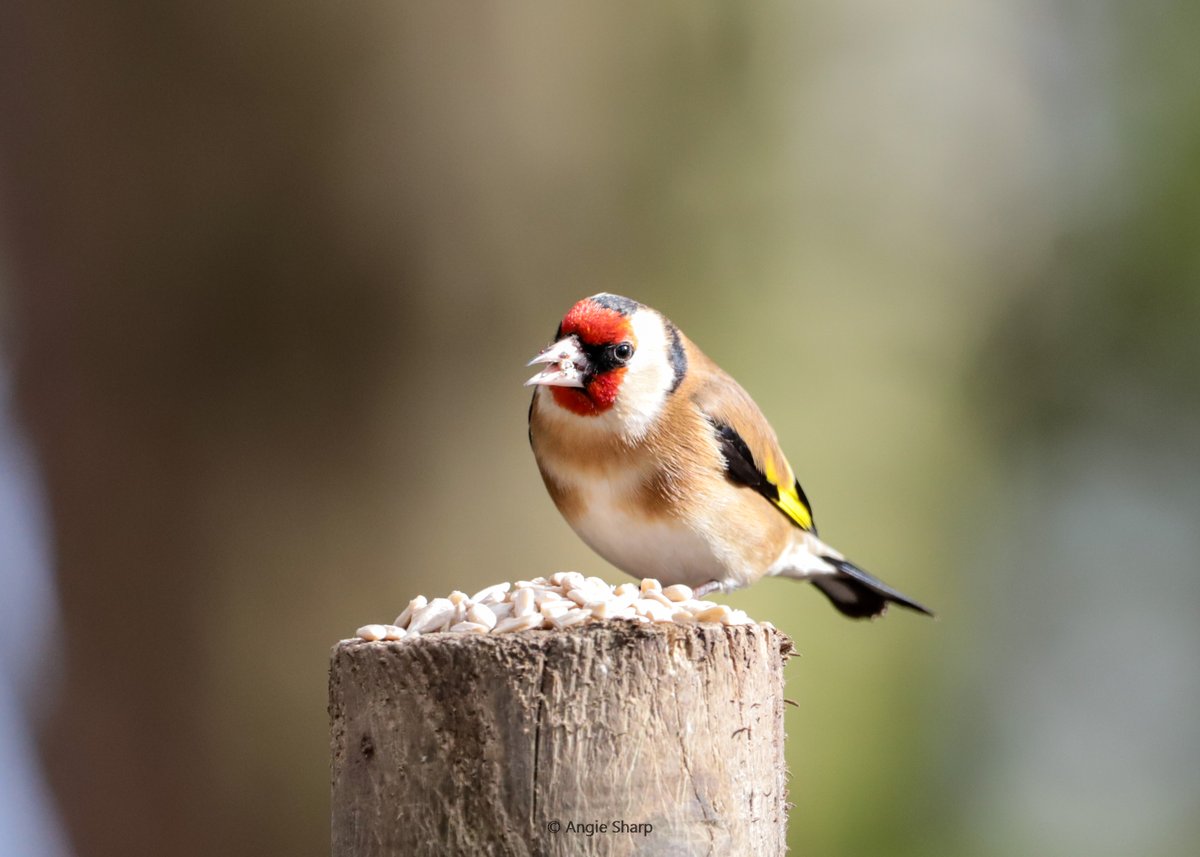 Goldfinch at Pickering's Pasture #Goldfinch #goldfinchesoftwitter #ukbirdphotography #TwitterNatureCommunity