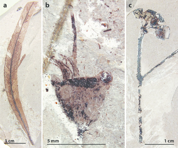 FossilBonanza's tweet photo. By the Eocene, recognizable angiosperm families were proliferating the fossil record. Laguna del Hunco, one of the best floral fossil site in the world, had plants like this Eucalyptus (flower in the center).
https://t.co/QPz6XOzCmH
#FlowerWeek #Fossils https://t.co/AIiPh1ks3z