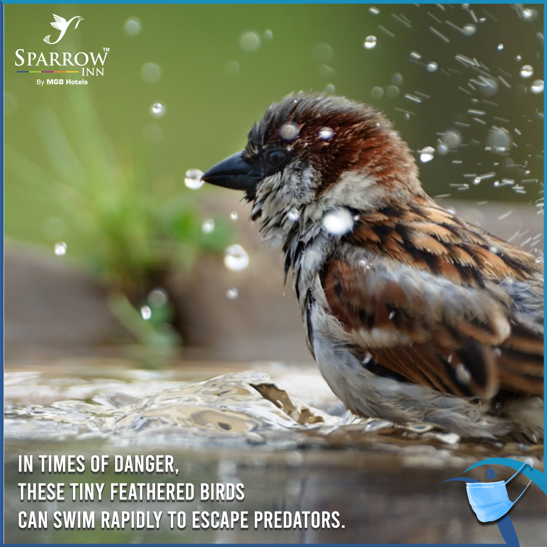 sparrowinn's tweet photo. Did you know this amazing fact about
#Sparrows?
#SparrowInnbyMGBHotels #SparrowInn
#HotelsInAlwar #Hotels #Weekend
#HotelInAlwar #FactAboutSparrow https://t.co/aFTNzi9w9f