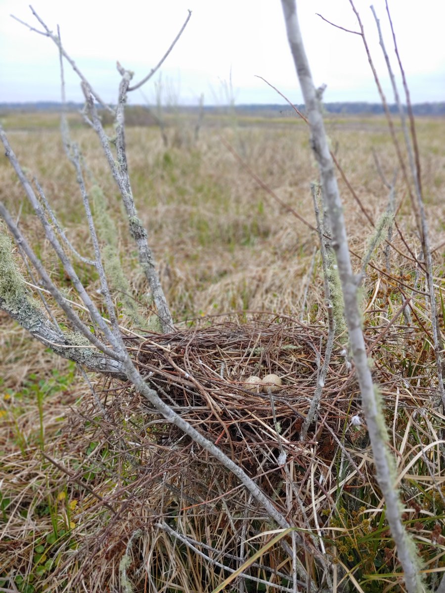 This is a public service announcement that it is very very important for you to do today's BRDL brdl.glitch.me/?=win17