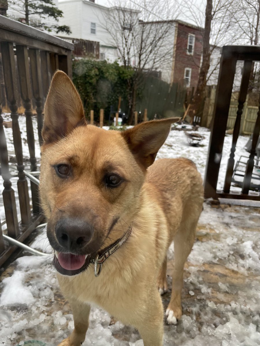 We adopted an 8 month old #husky mix puppy yesterday. Wish me luck 😬🤞🐺