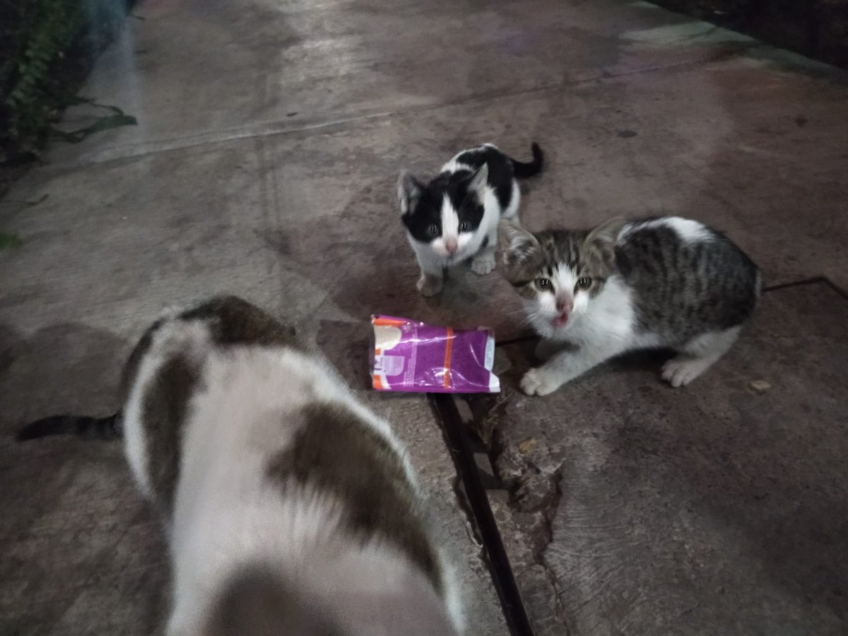 VIBRAmascotas's tweet photo. #sos se busca hogar para estos michis, mamá y dos bebés. #rt #cdmx #metroOlivos están en resguardo, #AdoptaNoCompres #adoptaysalvaunavida https://t.co/dO7RwQtKy5