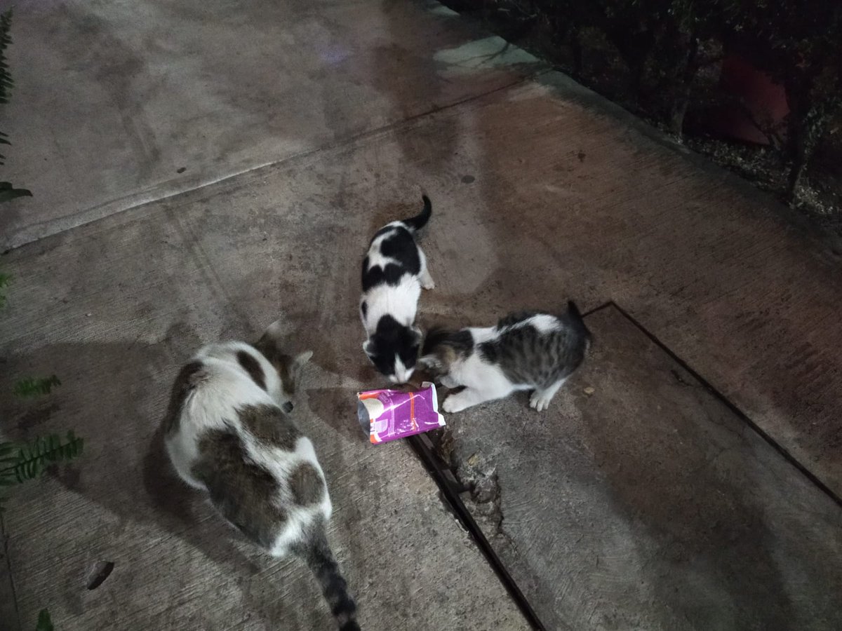 VIBRAmascotas's tweet photo. #sos se busca hogar para estos michis, mamá y dos bebés. #rt #cdmx #metroOlivos están en resguardo, #AdoptaNoCompres #adoptaysalvaunavida https://t.co/dO7RwQtKy5
