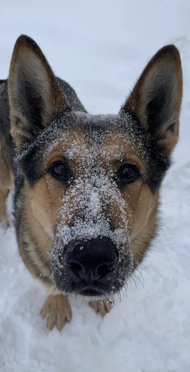PAPSK9's tweet photo. #PSDKal assisted with an attempted break and enter over the weekend. #PSDKal utilized one of his most important tools👃 to solve the case 🔍 . A nice 1.5km track right to the suspects door step 💥 assisted in the arrest. #kalholmes https://t.co/nga83Bnhdl