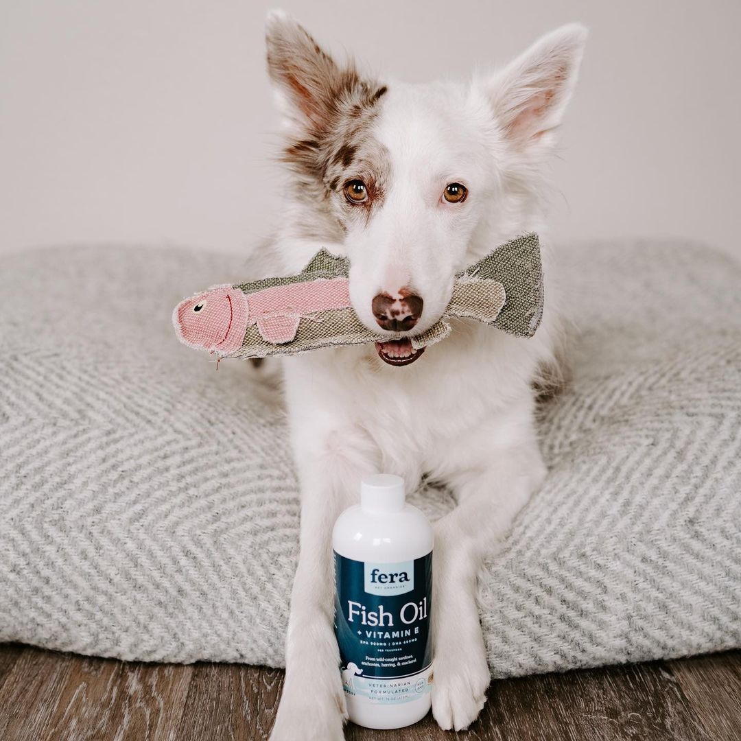 FeraPetOrganics's tweet image. Willow doesn&apos;t need beauty sleep. All she needs is Fera Pet Organics Fish Oil 🐟  to to keep her skin &amp;amp; coat healthy and beautiful! It also reduces shedding, itchiness and dry skin.

Shop now for your dog or cat. ferapetorganics.com

#fluffypack #ruffpost #barkpost #dogs