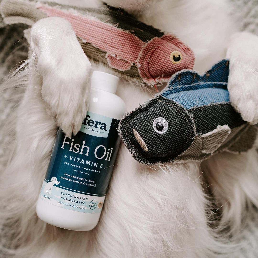 FeraPetOrganics's tweet image. Willow doesn&apos;t need beauty sleep. All she needs is Fera Pet Organics Fish Oil 🐟  to to keep her skin &amp;amp; coat healthy and beautiful! It also reduces shedding, itchiness and dry skin.

Shop now for your dog or cat. ferapetorganics.com

#fluffypack #ruffpost #barkpost #dogs