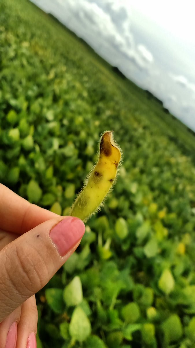 Molecular Ecology (@molecology) on Twitter photo New in Molecular Ecology !
From <a href="/FlviaRogrio2/">Flávia Rogério</a> et al ; A bit of scientific detective work to try to find out how and why a fungus became a devastating pest on soybean crops.
link to the study -> buff.ly/3sgDt5e New in Molecular Ecology !
From <a href="/FlviaRogrio2/">Flávia Rogério</a> et al ; A bit of scientific detective work to try to find out how and why a fungus became a devastating pest on soybean crops.
link to the study -> buff.ly/3sgDt5e