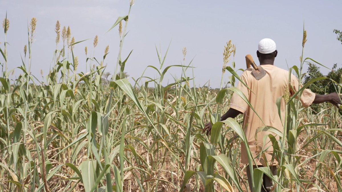 belemalid's tweet photo. Le problème majeur dans la Région du Nord, ce sont les sécheresses qui compromettent les récoltes des productrices et producteurs agricoles. Décideurs, leur faut des semences améliorées à temps et de l’eau pour des cultures de contre saison!@ColonelDamiba #changementclimatique https://t.co/JA1NJduL9o