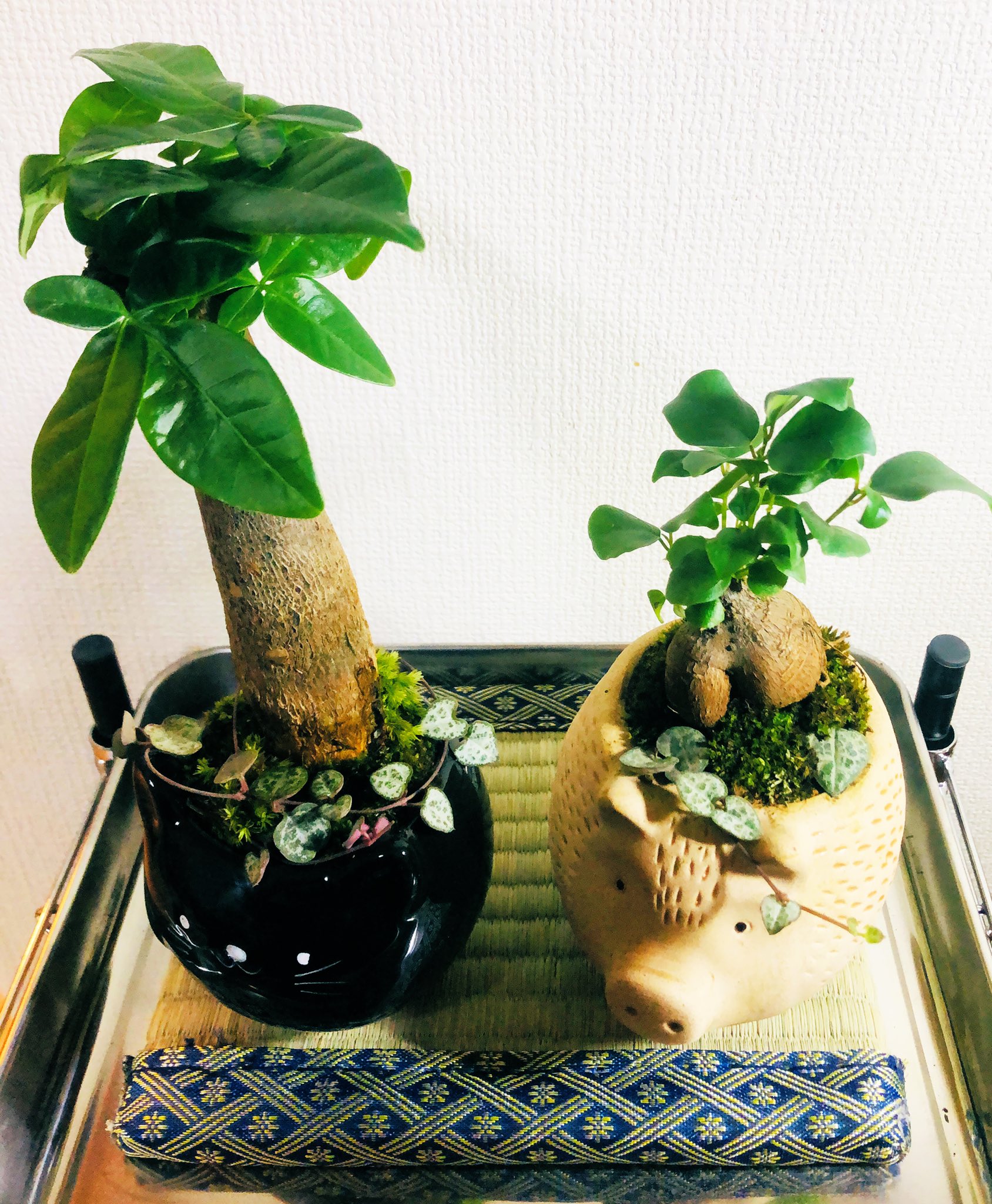 Sunflower ダイソーのミニパキラ 葉っぱ が何枚かちぎれてたけど ミニコケ観葉 南国風 黒猫鉢 に植え替え ミニガジュマル豚 も元気 パキラ ガジュマル ハートカズラ ミニ観葉植物 コケ おやすみなさい T Co Dbsakgrx7t
