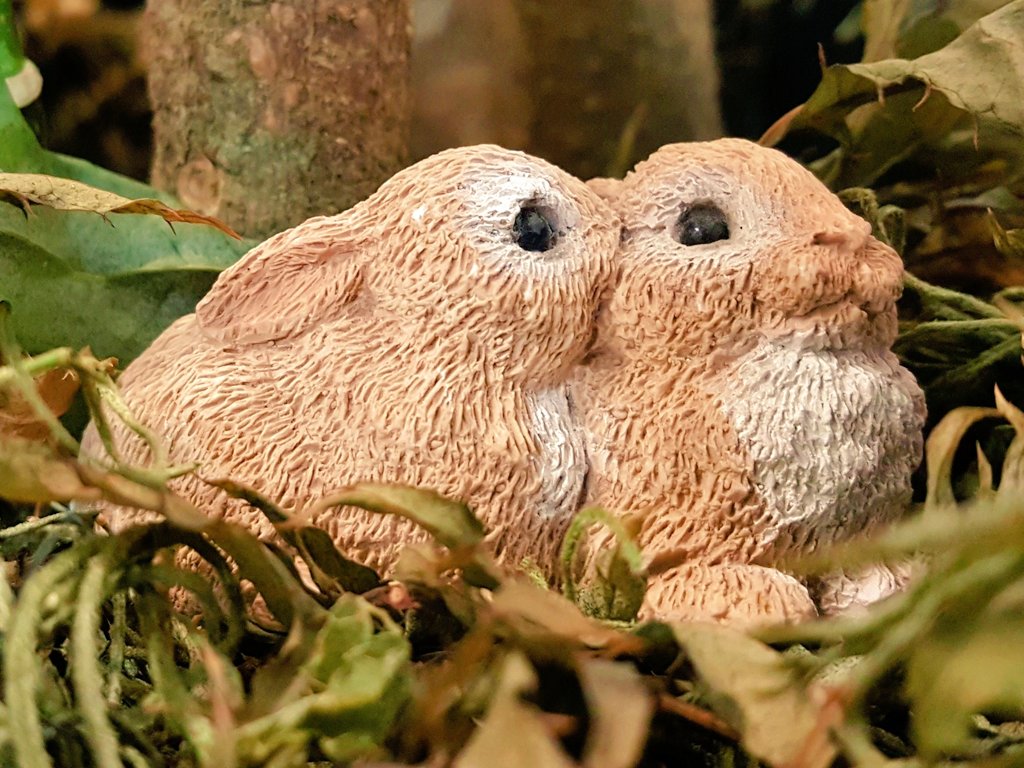 itsfactastic's tweet photo. In 1859, 24 rabbits were released in Australia, after just 6 years the population grew up to 2 million! https://t.co/sN1PegCnNU