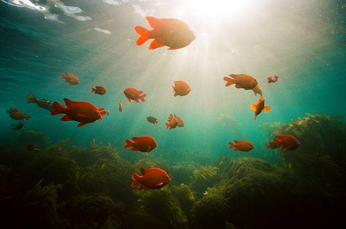 Scripps Institution of Oceanography tweet media