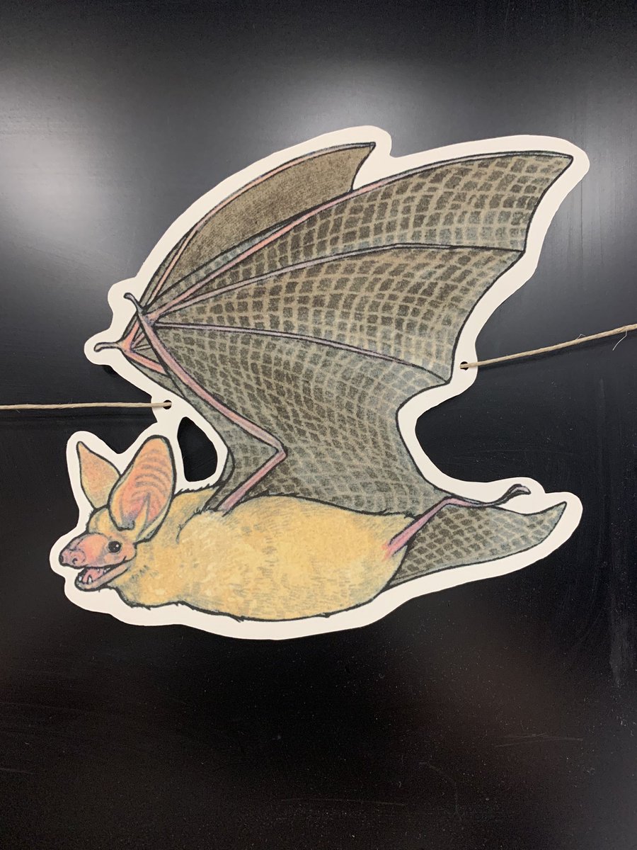 Not sure how many bat decorations in my office will be too many… but not done adding yet. Anyone want to guess the species? #bats