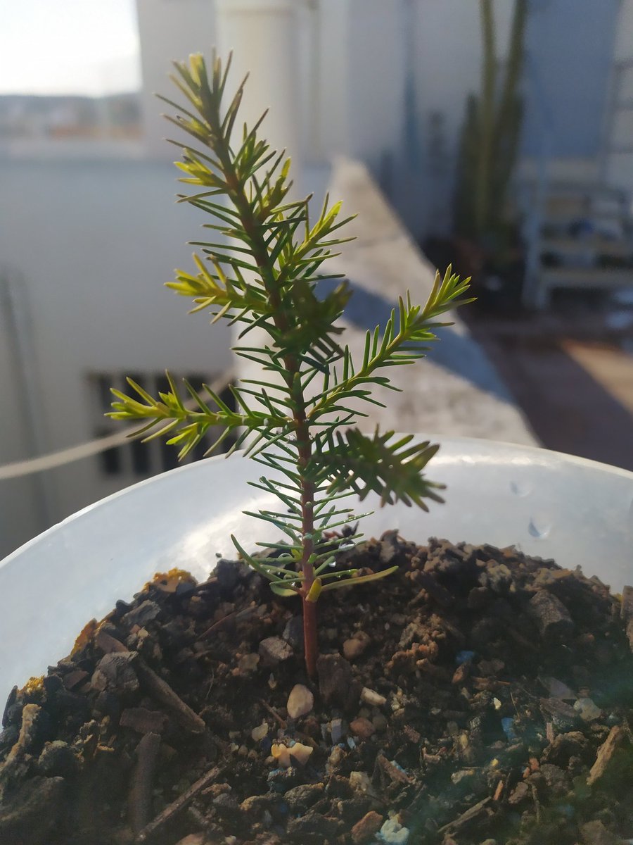Bardo_Molineta's tweet photo. #Araar 🌲No me había ocurrido nunca una mortandad tan elevada, yo lo achaco a los cambios tan bruscos de temperatura de este invierno, lo mismo tienes días primaverales que de pronto un frío intenso y al ser tan pequeños aún no toleran cambios tan bruscos, ésta es de los pocos. https://t.co/EIEHFaEYRf