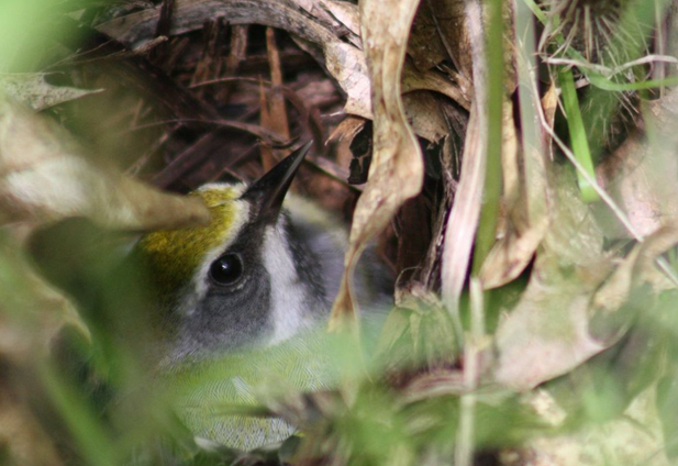 USDA_NRCS's tweet photo. Golden-winged warblers are an indicator species. When the forest is balanced, they thrive. https://t.co/GHhvmnupaw https://t.co/3Ri5Fn6I48