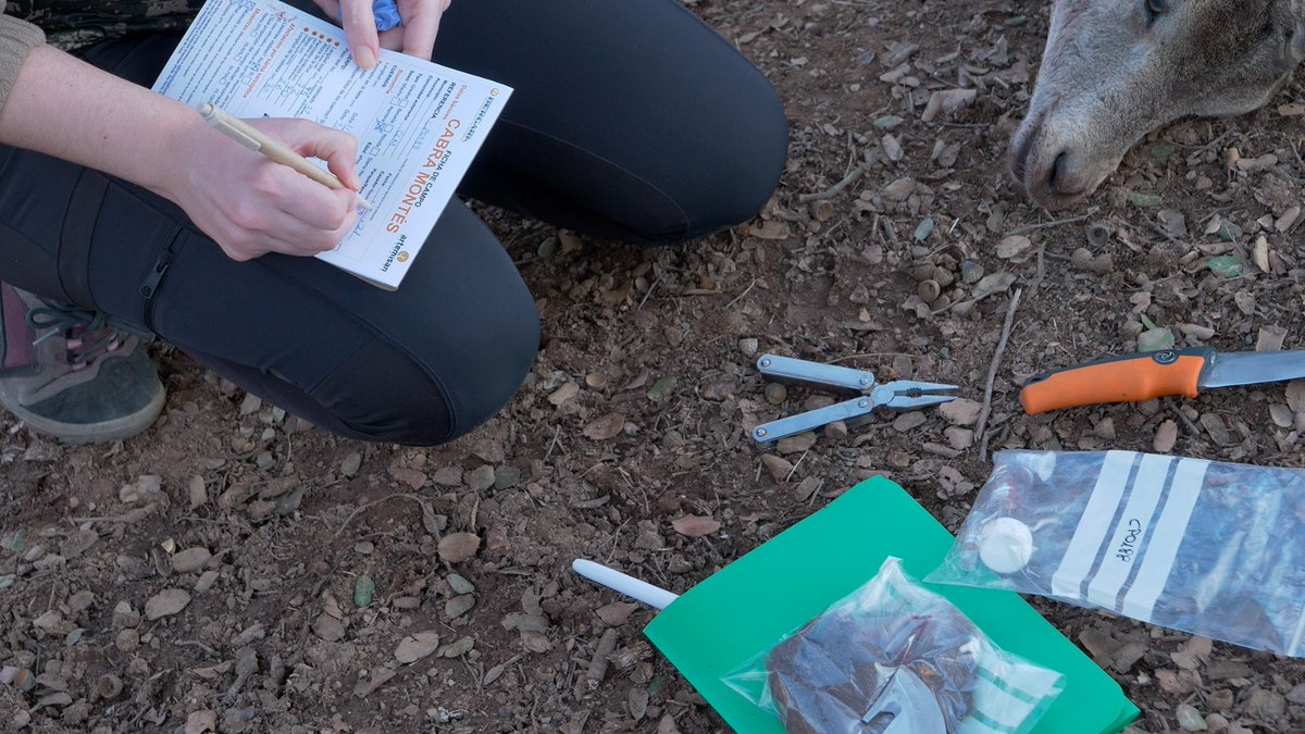 f_artemisan's tweet photo. 🔬La recogida de muestras e información es fundamental para la labor de investigación. Promovido por Bergara y con la colaboración de numerosos cazadores, estamos haciendo el mayor estudio sobre cabra montés realizado en España.
👉 Más info del proyecto: https://t.co/JSRdvFFIIl https://t.co/SmTvv5adAG