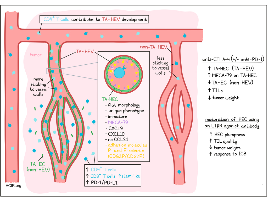 ACIR_org's tweet photo. Specialized vessels are required for tumoral lymphocyte influx after checkpoint blockade  @AssiadiaS  @LucasBlch @IpbsToulouse. Read our summary and interview with the researchers here => https://t.co/t4QonwK5bV https://t.co/OJhWLhRHig