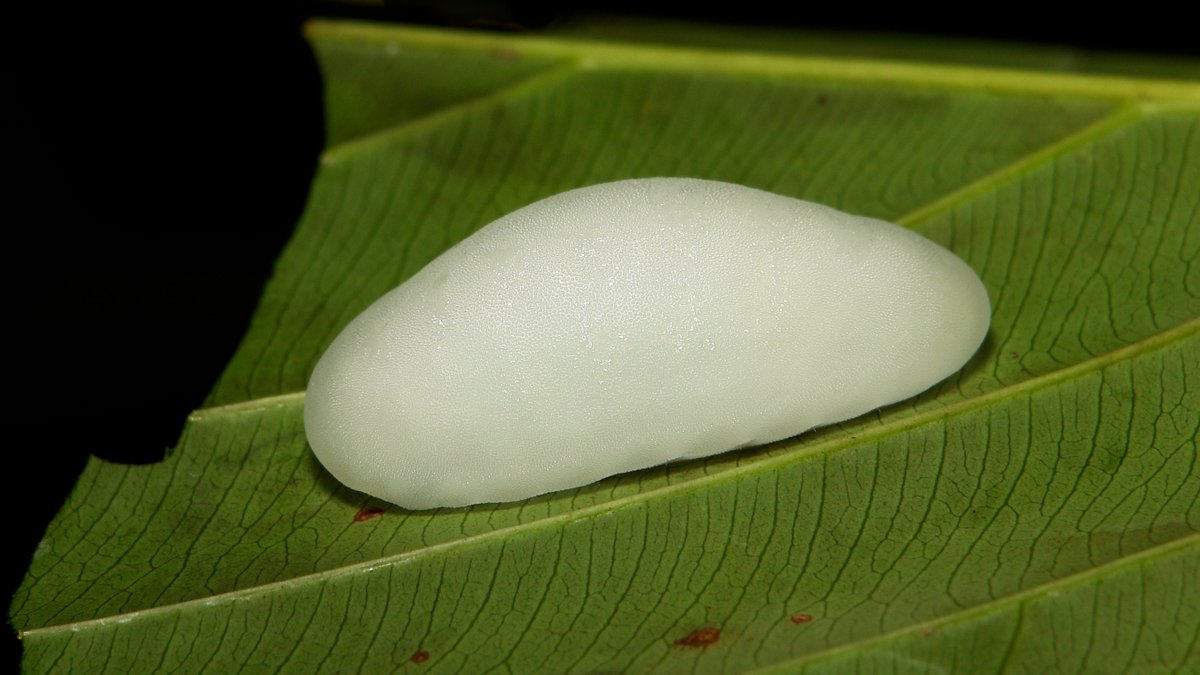 sinobug's tweet photo. Limacodid Slug #Caterpillar (Cup #Moth, Limacodidae) "Jelly Bean"
https://t.co/BsqFrZer4s
#insect #China #Yunnan #entomology #Lepidoptera #itchydogimages https://t.co/eIThJl15EM