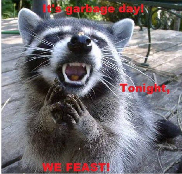 Radical Raccoons tweet media