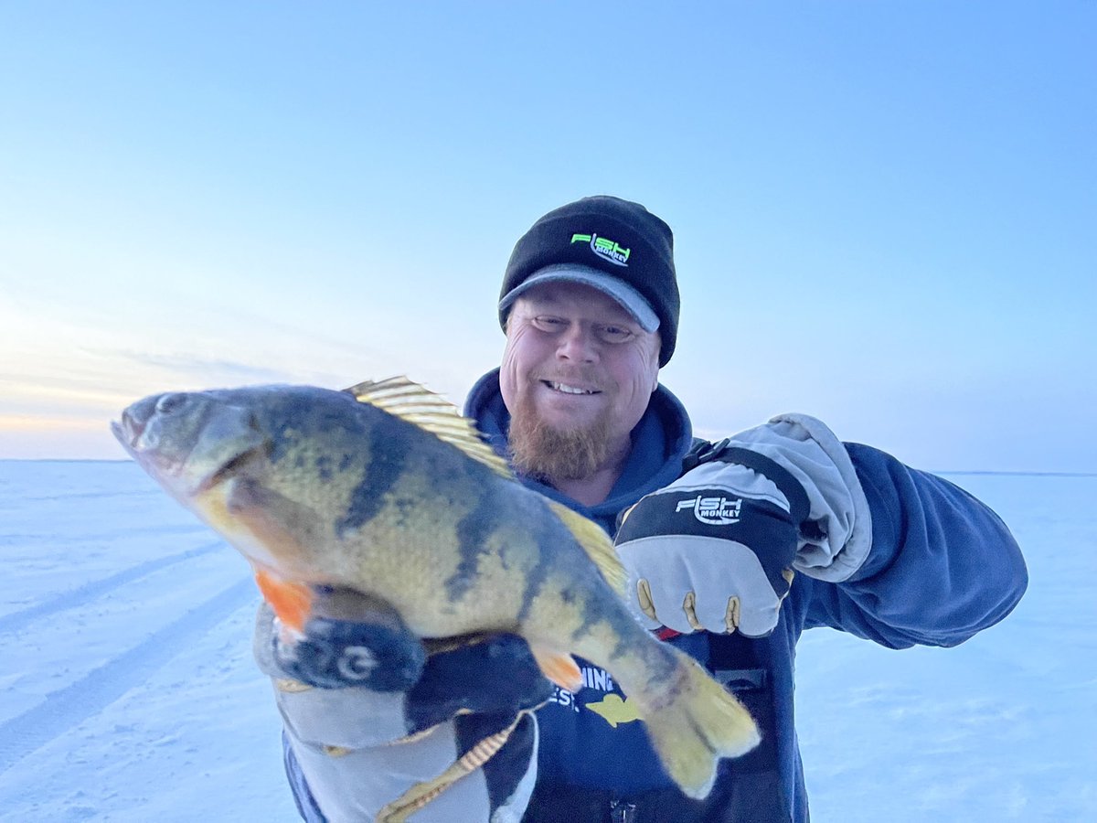 brobull's tweet image. Welcome to February #Icefishing Jumbo Perch! Alert! This is Yeti Country Fish Monkey  Gloves has us covered!🥶🎣🙉🧤🧤! Good Luck Anglers, “ Perch On!”,
Bro 
#fishmonkey #catchthemonkey🙉