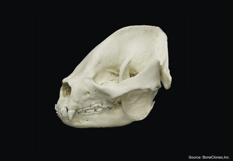 Yara_Haridy's tweet photo. HEY YOU #GUESSTHESKULL!✨💀
Thats right, your fav osteology game is back!!
The weekly game where I show you a skull and you guess the animal, together we learn a THING!
Today's skull is a combatant in the epic #SciCommGame March Mammal Madness #2022MMM!!
Who could it be? 👀 https://t.co/gevdRuhRDa