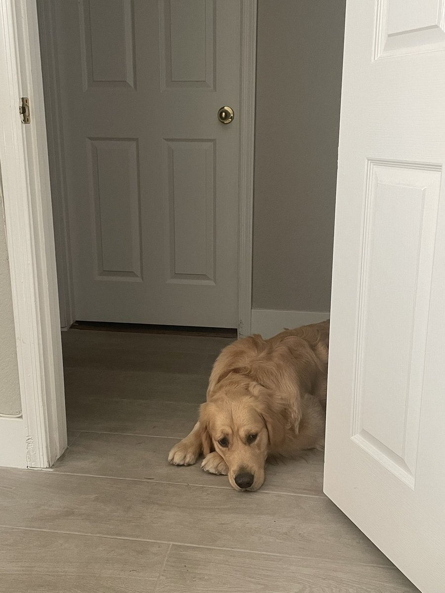 TorriPittman17's tweet photo. Basil does not like me to be in the office studying for the bar. I clearly should be playing with him instead. #GoldenRetrievers #lawtwitter https://t.co/BQrXOJvMoM