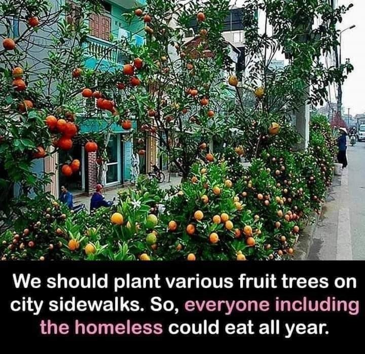 We saw this meme floating around. What do you think? Maybe not on every street. But many, select road verges could be used to grow food-bearing trees and bushes, couldn't they?