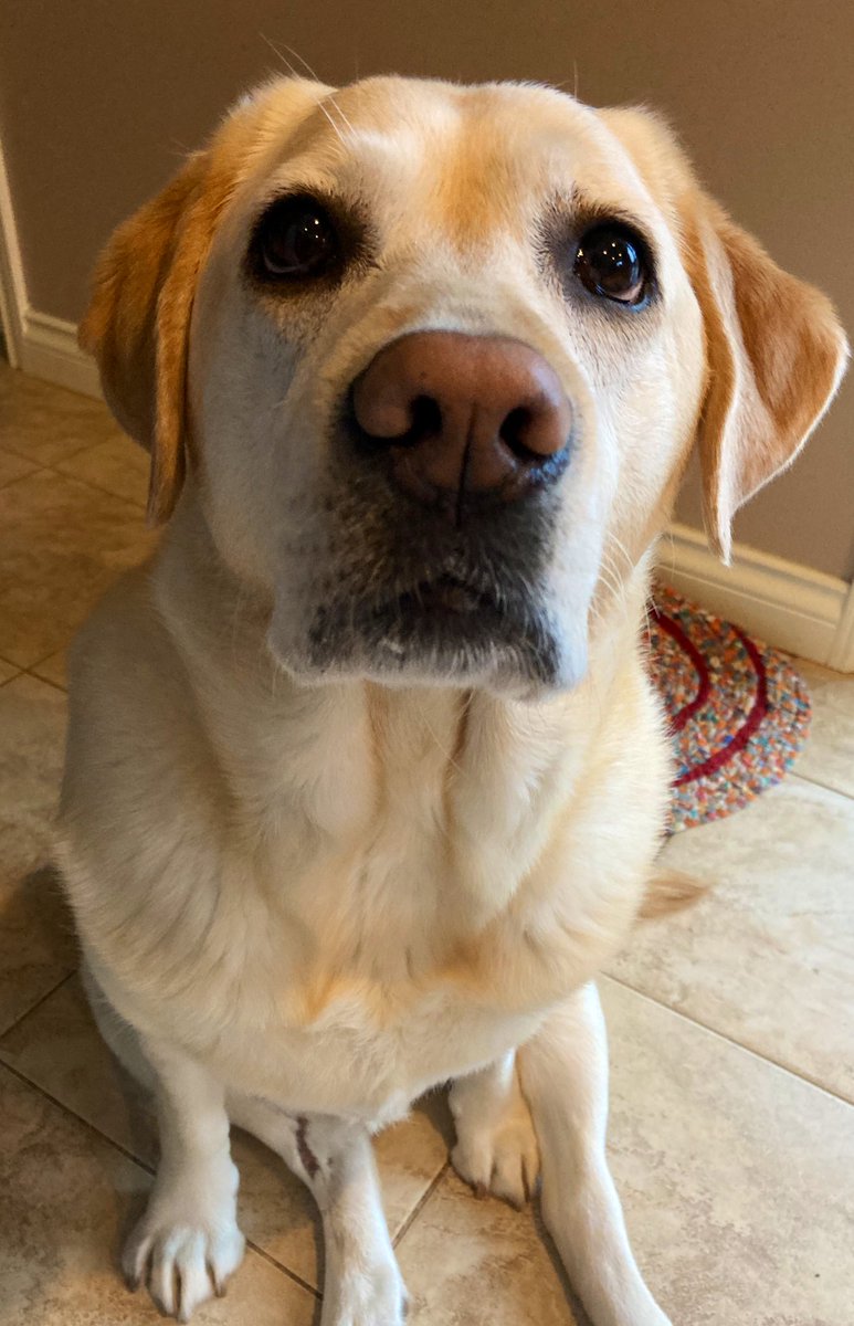 Dr. Ebeth Sawchuk tweet media