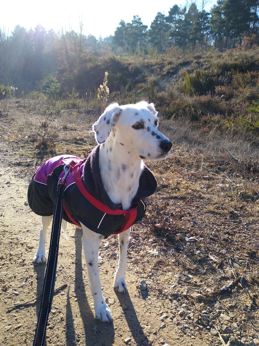 Puppermodel is back! 😎
And I wish you a wonderful Wednesday full of bright and happy moments!💖
#DogsofTwittter #cutedogs #WednesdayMotivation #naturelovers