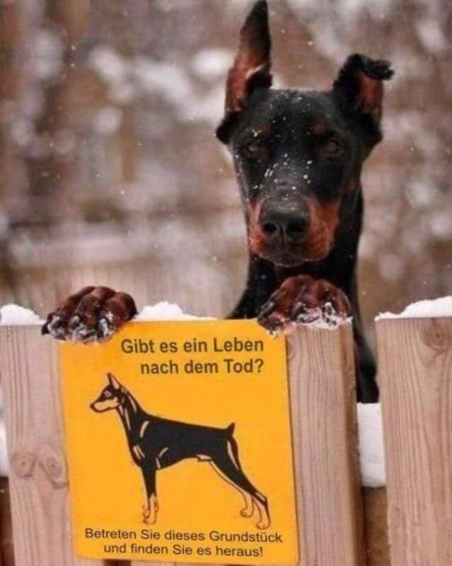 Andreas Plundrak/Duke Drew (@andy_the_wolf) on Twitter photo 