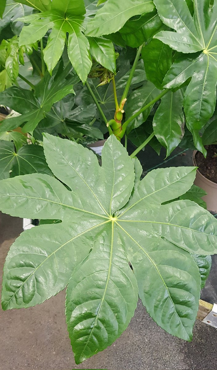 Saira_4680's tweet photo. Green 🌿💚

Little trip to the garden centre 🌱🎐

#green #leaves #gardencentre #refreshing #plants #trees #daytrip https://t.co/qnotCz0biC