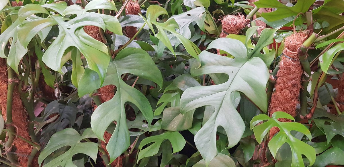 Saira_4680's tweet photo. Green 🌿💚

Little trip to the garden centre 🌱🎐

#green #leaves #gardencentre #refreshing #plants #trees #daytrip https://t.co/qnotCz0biC