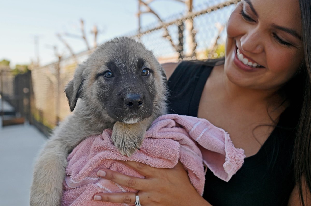 HWAC's tweet photo. Over 50 dogs are waiting to find their furever homes at @hwac today! If you need a new friend, today is the perfect day to #opttoadopt as there is more than enough variety to choose from. Take a peek at our adoptable dogs at https://t.co/ozN8xKbGJU https://t.co/ltdqvRBq20