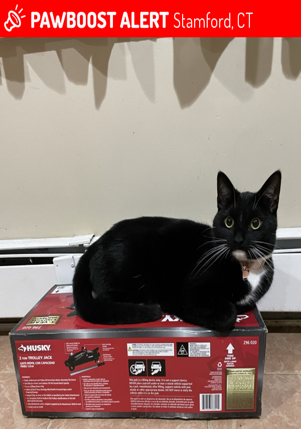 cthumane's tweet photo. Courtesy post: Zelda was lost Sat., Feb. 5, around 11:40 a.m. off exit 9 southbound in Stamford. She ran toward the dog park on Courtland Ave. She's 2 years old and wearing a pink collar with rose gold pineapple print. Call (203) 690-0590 if spotted. #MissingCat #LostCat #CTpets https://t.co/odoUTxLR2W