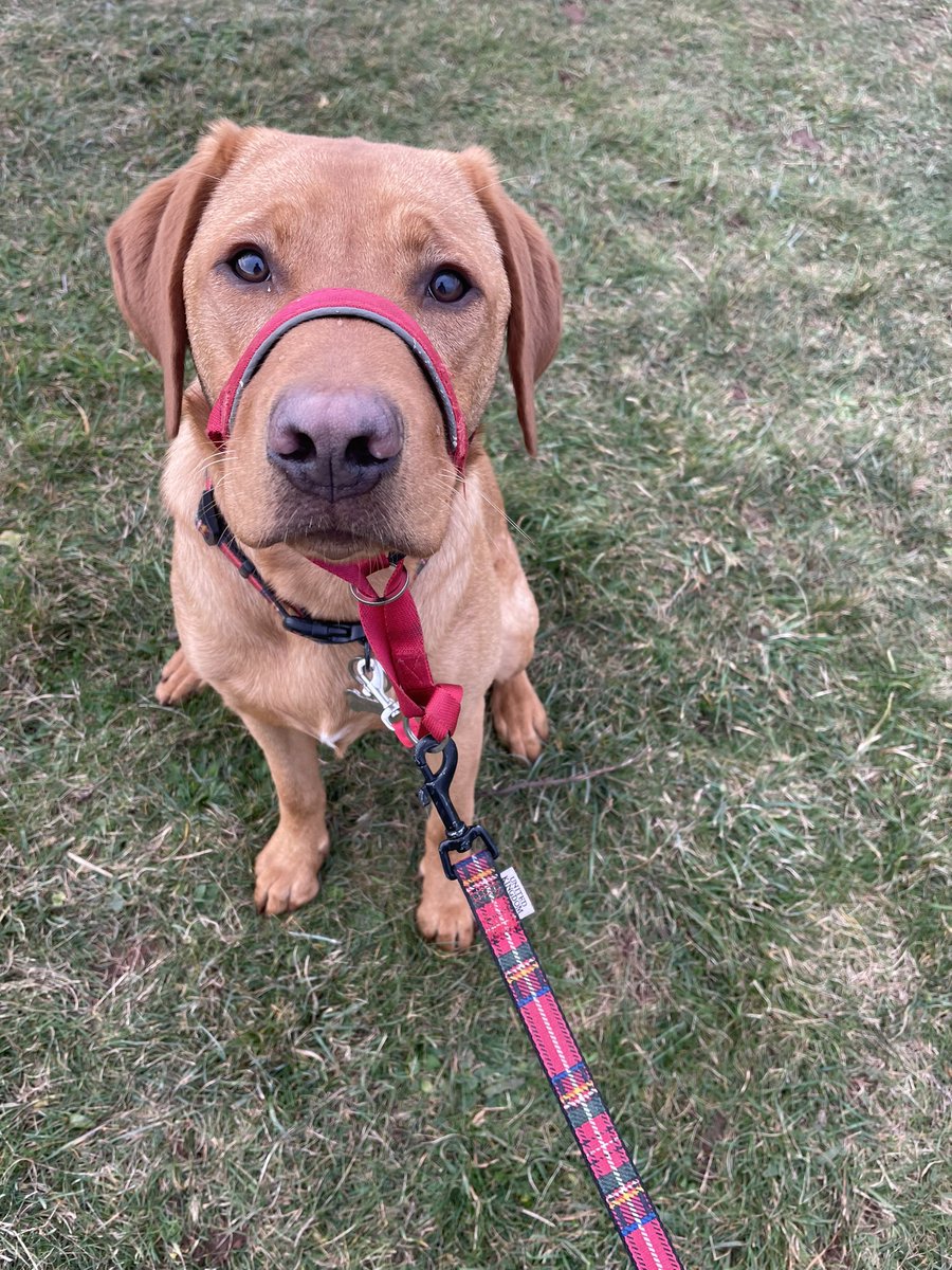 HamsPaw's tweet photo. Bertie loved visiting the year 5 &amp; 6 children on their residential today (We won’t mention how he let the side down with a ‘ball stealing incident’!🙈🤦🏽‍♀️) https://t.co/5Fce0MQxbb