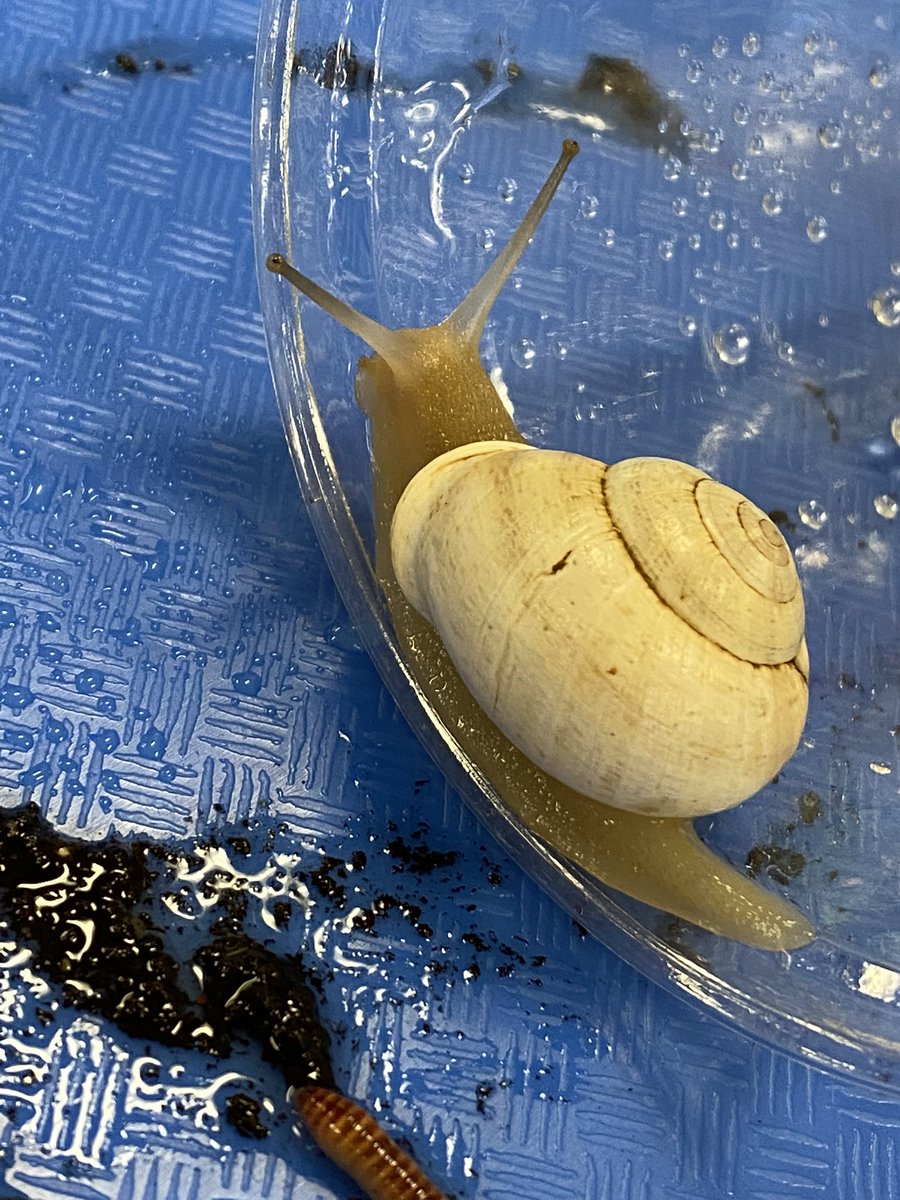 MsMossEdu's tweet photo. Introducing Willy the Worm and Jeffery Hefferson the Snail (Heffy for short). They do not want to interact. @ChelseaTeaching @Camacho_Elem #WritinginScience #OurSchoolOurStory #1LISD https://t.co/obUItaeQRF