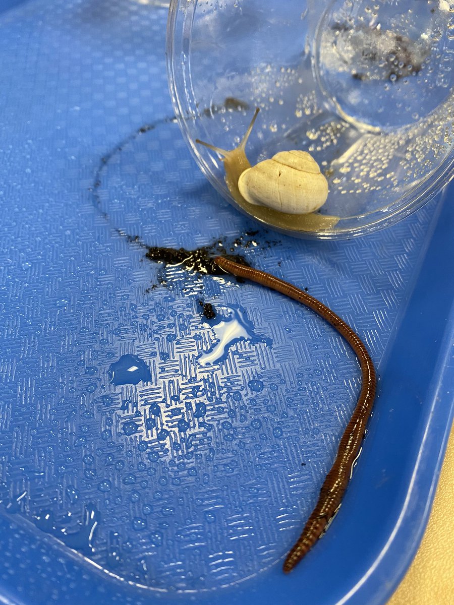 MsMossEdu's tweet photo. Introducing Willy the Worm and Jeffery Hefferson the Snail (Heffy for short). They do not want to interact. @ChelseaTeaching @Camacho_Elem #WritinginScience #OurSchoolOurStory #1LISD https://t.co/obUItaeQRF
