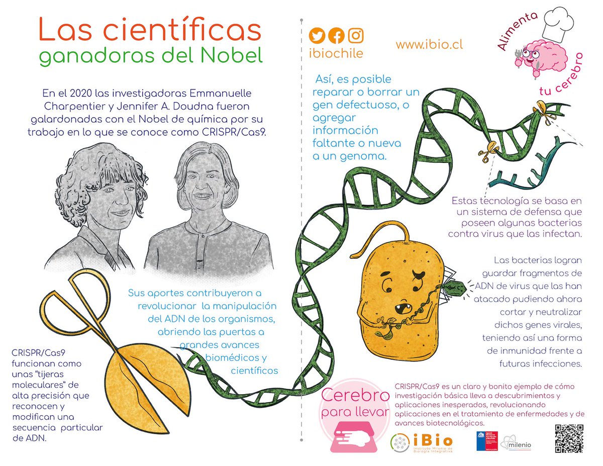 ¿Han escuchado sobre CRISPR/Cas9? En el 2020 dos investigadoras fueron galardonadas con el #PremioNobel de química.  ¡Conoce más de ellas en el siguiente link youtu.be/tP9KBXoV69A! y en nuestro sitio web ibio.cl/divulgacion/la…